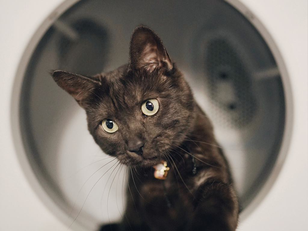 En svart katt tittar ut ur en tvättmaskin