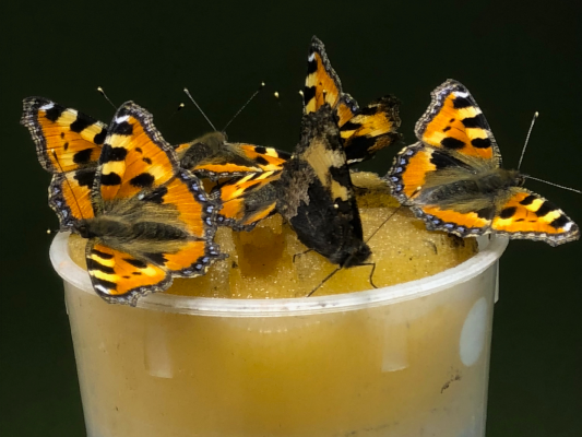 Flera fjärilar på toppen av ett glas med nektar